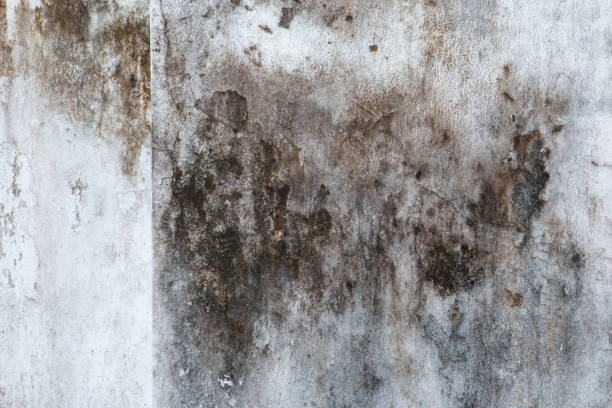 Professional Mold Removal in St James, NC