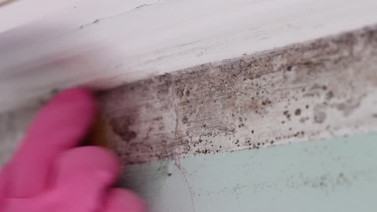  St James, NC Mold Removal Pros